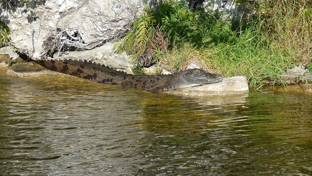 Killer Nile crocodiles in Florida? Experts say it's possible