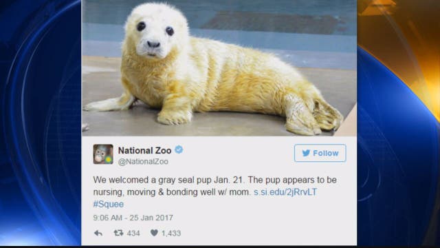 #CuteAnimalTweetOff: Zoos post animal pics in CUTEST Twitter battle of all time
