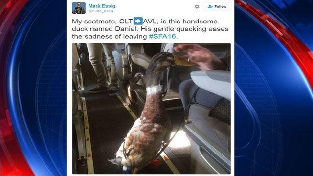 Meet Daniel, the emotional support duck that's breaking the Internet