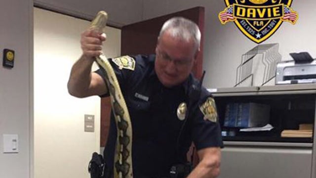11-foot python slithers into South Florida student's car