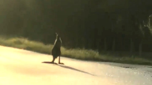 Missing kangaroo tracked down in South Florida neighborhood