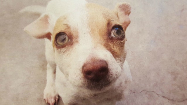 Puppy addicted to heroin, meth found in motel room