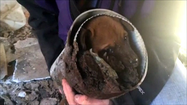 WATCH: 'Chilly' puppy rescued from pipe