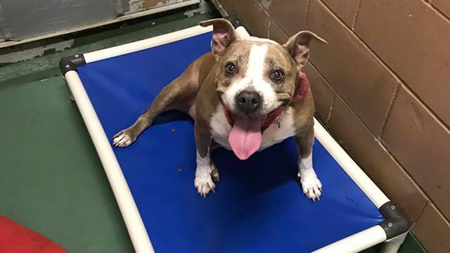 Shelter dogs sleeping better, thanks to donation