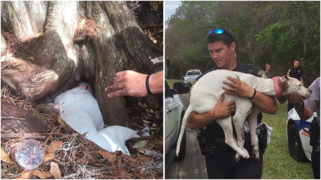 VIDEO: Rescuers free dog whose head was stuck in tree