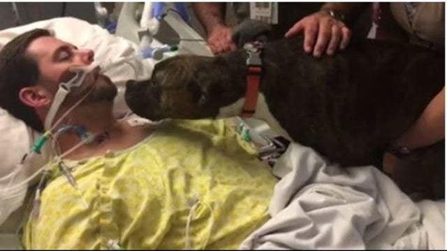 Dog visits dying owner in hospital for closure