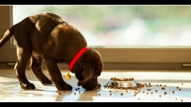 Should low-income pet owners be allowed to use food stamps to purchase pet food?