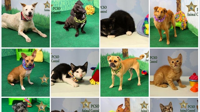 New twist to get pets into forever homes