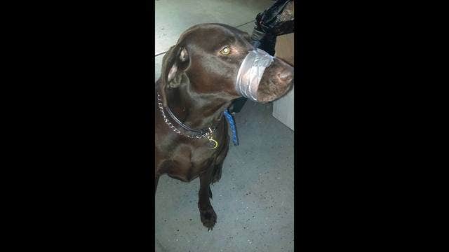 Investigation into picture posted of dog with mouth taped shut