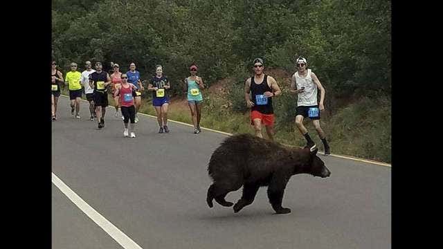Bear crosses through 10 mile run in Colorado Springs