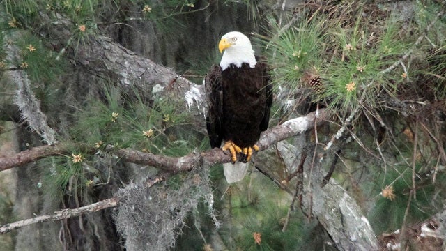 Cam catches bald eagle feeding cat to eaglets