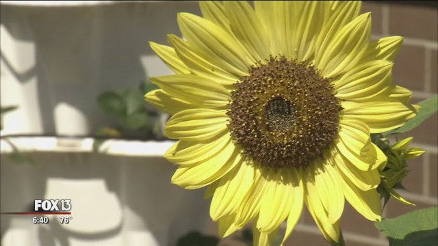 Earth Watch: Roland Park Gardening