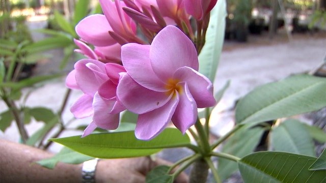 Exotic Plumeria: a Hawaiian tropical garden in Seffner