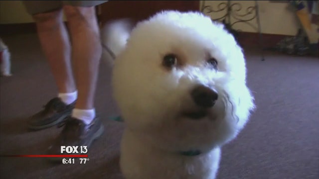 Faith in Action: Paws & Prayers