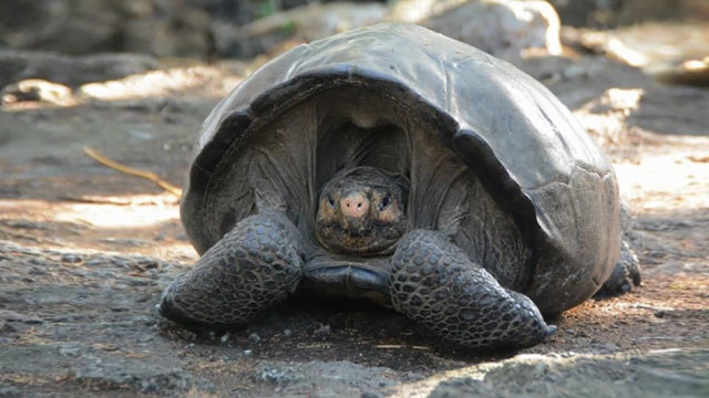 Tortoise believed to be extinct for 100 years found in Galapagos