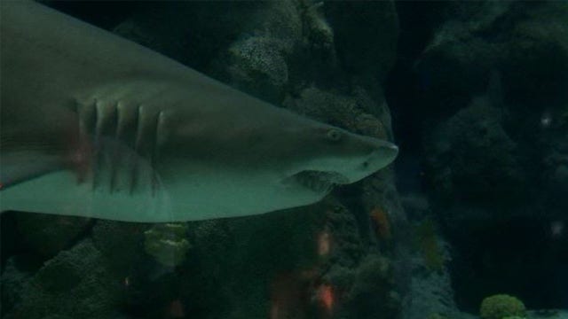 Conservation efforts for Shark Week at Florida Aquarium