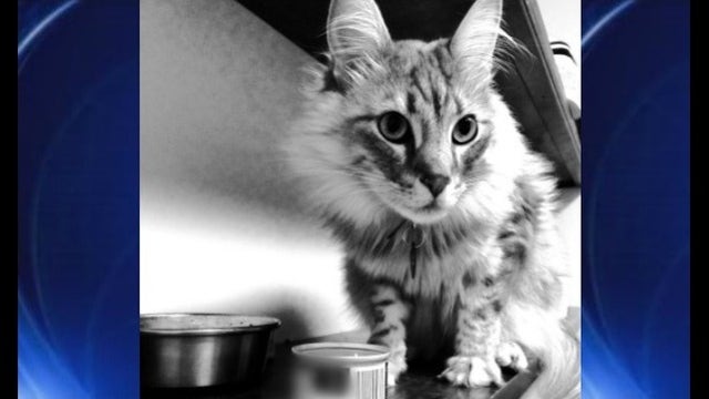 Canned cat food recall includes 3 popular brands