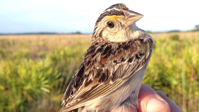 Captive-reared Florida grasshopper sparrows are adjusting to the wild