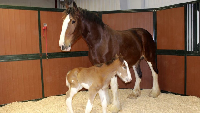 Adorable Budweiser Clydesdale foal born at ranch