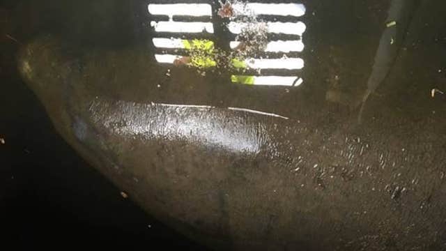 Manatee rescued from drainage pipe in Jacksonville