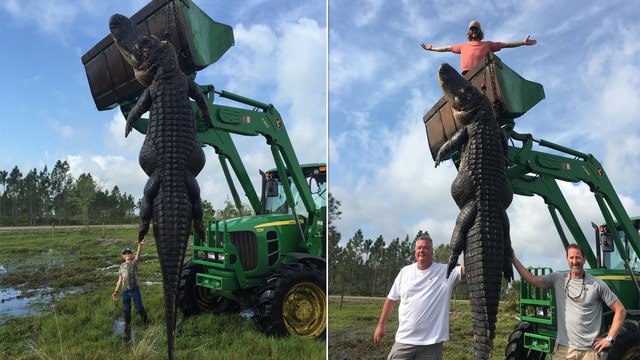 Florida hunters nab nearly 15-foot gator that was snacking on their cattle