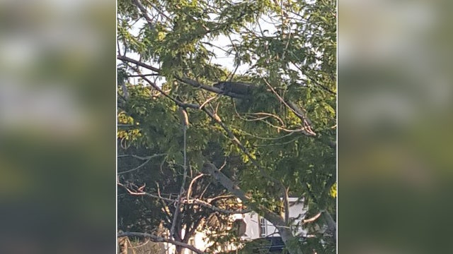PHOTO: Gator appears to be lounging on tree branch