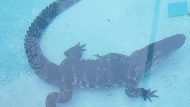 Florida family finds surprise visitor in pool