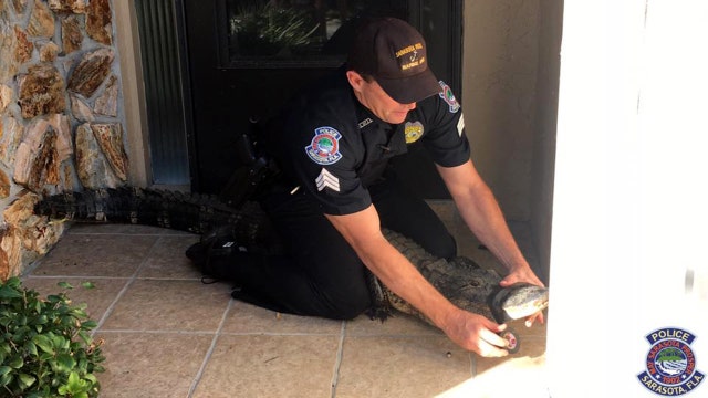 Sarasota police sergeant captures stolen alligator
