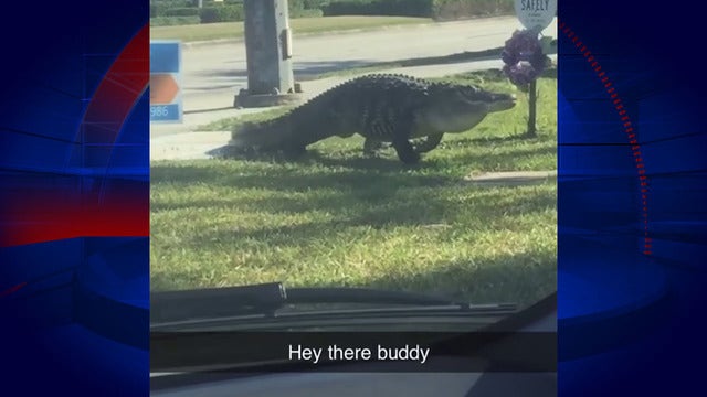 Huge gator takes leisurely stroll in Fort Myers