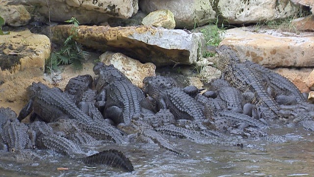 Gatorland in Florida is loaning alligators to Harvey-ravaged Gator Country in Texas