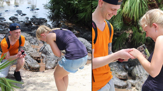 Couple gets engaged surrounded by alligators at Gatorland Orlando