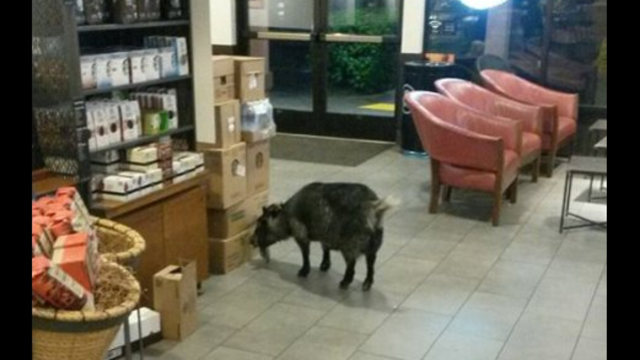 Goat that wandered into Starbucks claimed by owners