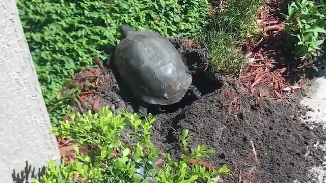 Protected gopher tortoise lays eggs in Florida family's front porch flower garden