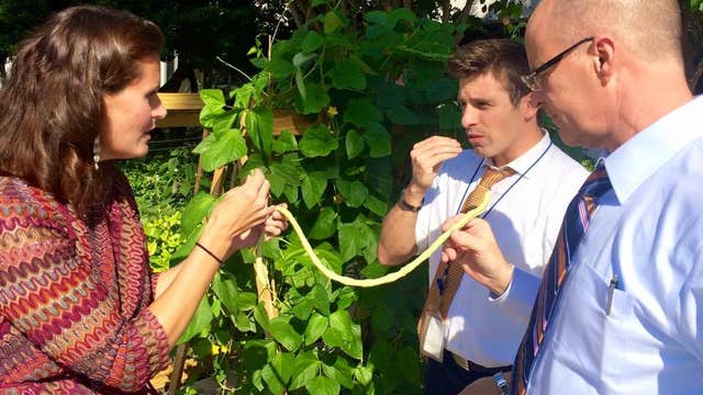 Good Day garden grows ginormous green bean