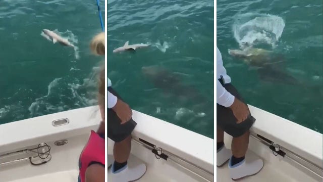 Goliath grouper steals shark from fisherman