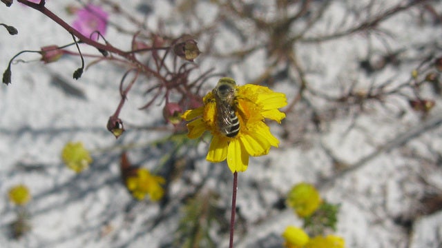 Florida's Gulf Coast solitary bee may be added to endangered species list