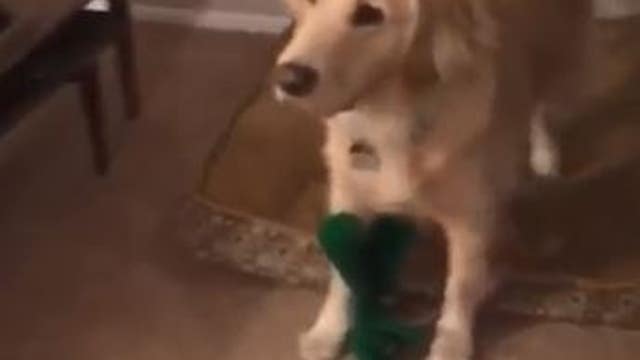 Man dresses as dog's favorite Gumby toy and the reaction is priceless