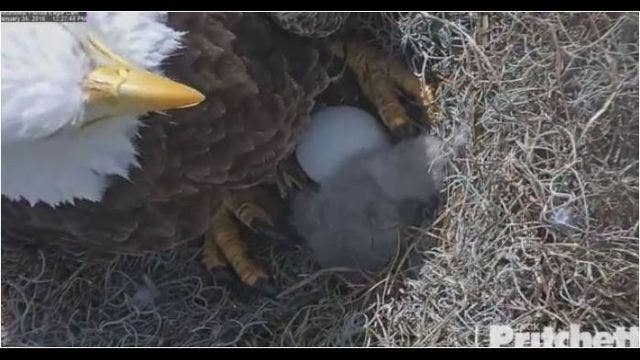 Eagle cam captivates Florida with 2 eaglets