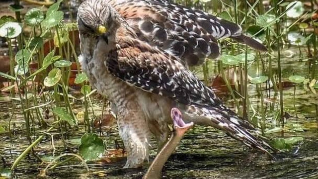 Hawk faces off with snake in photo of wild Florida