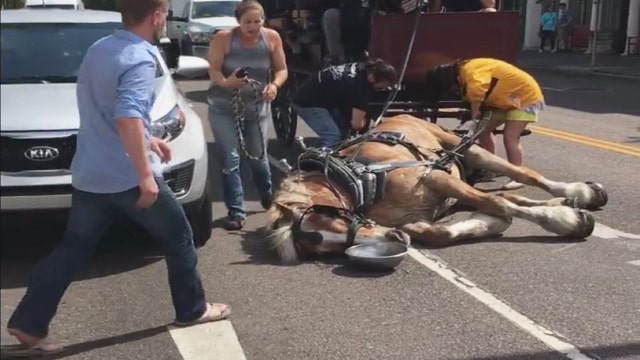 Carriage horse falls, can't get up; passersby stop to help