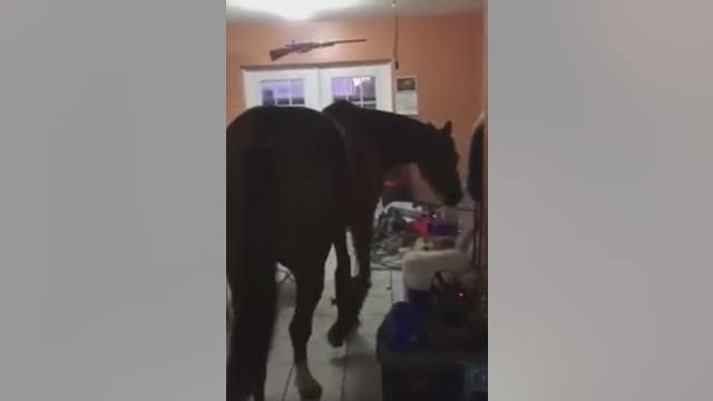 Florida roommates bring horses inside home to ride out Hurricane Irma