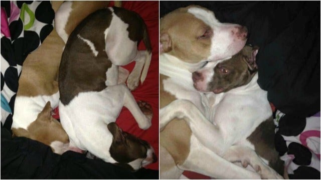 'Hugging Dogs' in Gwinnett County Find Forever Home