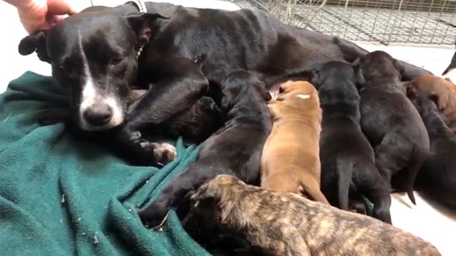 Malnourished dog, her 8 pups rescued from wooded field are in need of a foster home