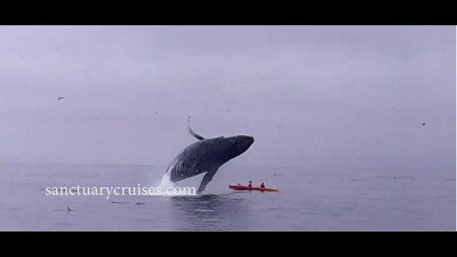 VIDEO: Humpback Whale Breaches on Top of Kayakers