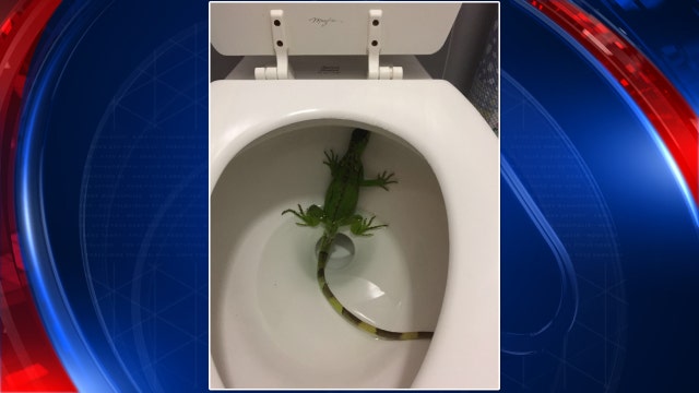 Florida woman finds iguana in toilet bowl, calls 911
