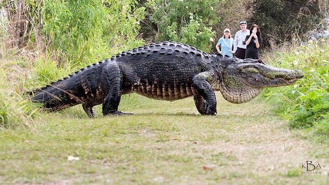 Gargantuan alligator is big draw after viral video