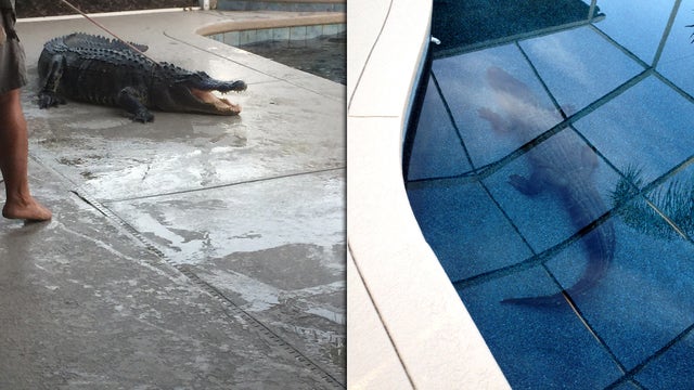 Gator breaks through screen, ends up in woman's pool