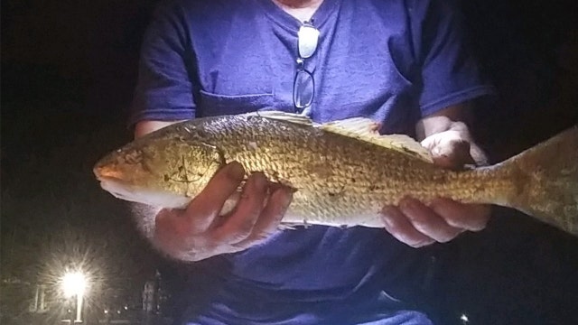 Good Catch: Redfish bite is picking up