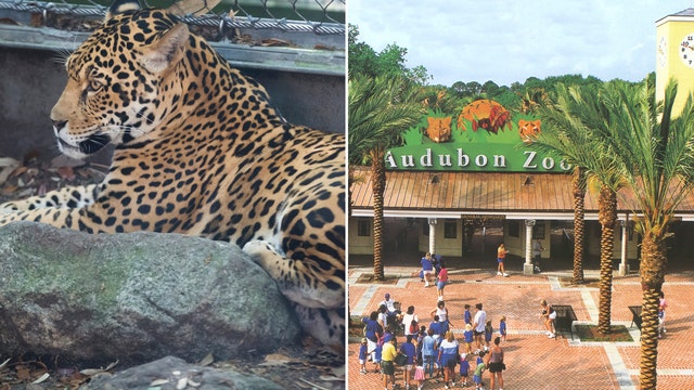 Jaguar escapes habitat at Audubon Zoo in New Orleans, killing 6 animals