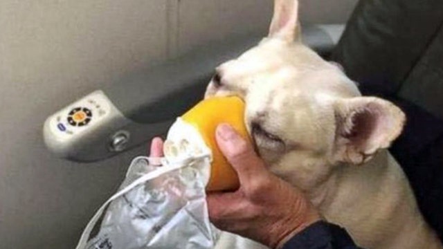 French bulldog saved by JetBlue crew members with oxygen mask